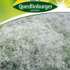 stauden-schleierkraut-gaertnerland-quedlinburg