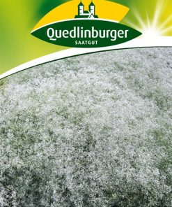 stauden-schleierkraut-gaertnerland-quedlinburg