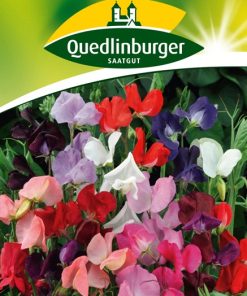 edelwicken-bijou-gaertnerland-quedlinburg