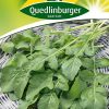 kraeutersamen-rauke-gaertnerland-quedlinburg