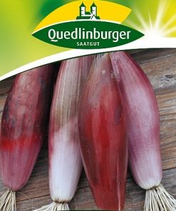 lauchzwiebeln-rossa-di-firenze-gaertnerland-quedlinburg