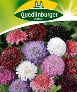 skabiosen-witwenblumen-gaertnerland-quedlinburg
