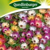 blumensamen-mittagsblumen-gaertnerland-quedlinburg