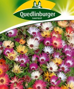 blumensamen-mittagsblumen-gaertnerland-quedlinburg