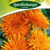 ringelblumen-orangestrahlen-gaertnerland-quedlinburg