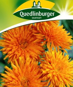 ringelblumen-orangestrahlen-gaertnerland-quedlinburg