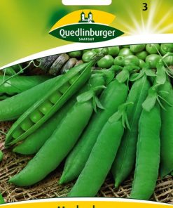 markerbsen-wunder-von-kelvedon-gaertnerland-quedlinburg