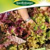 pfluecksalat-amerikanischer-brauner-gaertnerland-quedlinburg