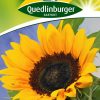 sonnenblumen-einfache-riesen-gaertnerland-quedlinburg