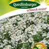 steinkraut-schneedecke-gaertnerland-schneedecke