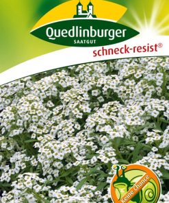 steinkraut-schneedecke-gaertnerland-schneedecke