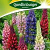 stauden-lupinen-gaertnerland-quedlinburg