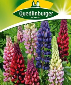 stauden-lupinen-gaertnerland-quedlinburg