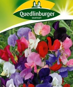 edelwicken-gaertnerland-quedlinburg