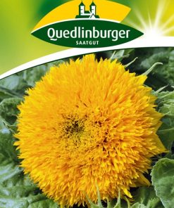 sonnenblumen-hohe sonnengold-gaertnerland-quedlinburg