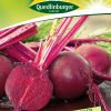 rote-ruebe-rote-kugel-gaertnerland-quedlinburg