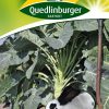 kutterkohl-markstammkohl-gaertnerland-quedlinburg