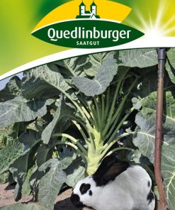 kutterkohl-markstammkohl-gaertnerland-quedlinburg