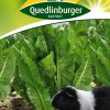kleintierfutter-blattzichorien-gaertnerland-quedlinburg