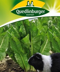 kleintierfutter-blattzichorien-gaertnerland-quedlinburg