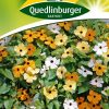 schwarzaeugige-susanne-gaertnerland-quedlinburg