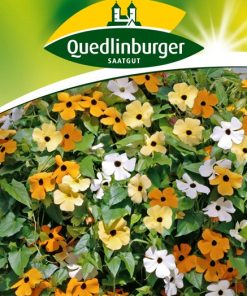 schwarzaeugige-susanne-gaertnerland-quedlinburg