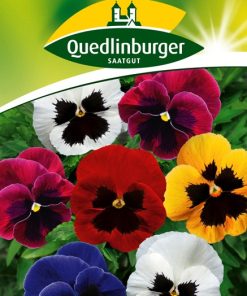 stiefmuetterchen-schweizer-riesen-gaertnerland-quedlinburg