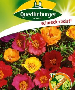portugalroeschen-gaertnerland-quedlinburg