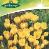 gaertnerland-quedlinburg-krokus-gelb