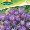 krokus-blau-gaertnerland-quedlinburg