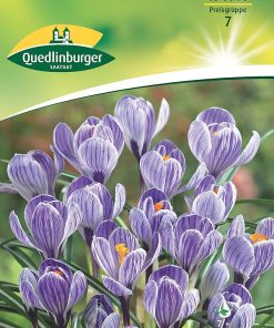 krokus-blau-weiss-gaertnerland-quedlinburg