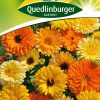 gaertnerland-quedlinburg-ringelblumen-fiesta gitana