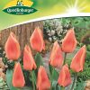 tulpen-calypso-gaertnerland-quedlinburg