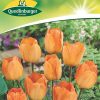 tulpen-daydream-gaertnerland-quedlinburg