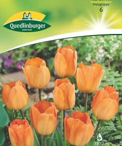 tulpen-daydream-gaertnerland-quedlinburg