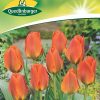 tulpen-elite-orange-gaertnerland-quedlinburg
