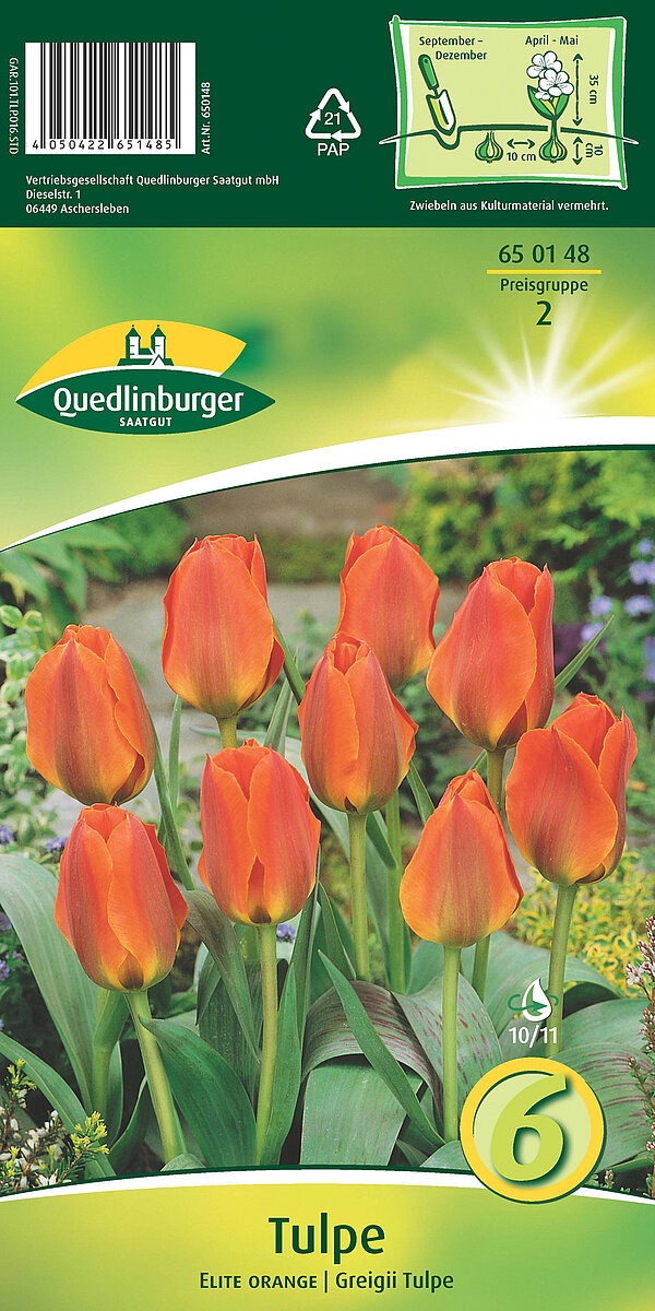 tulpen-elite-orange-gaertnerland-quedlinburg