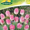 tulpen-first-class-gaertnerland-quedlinburg