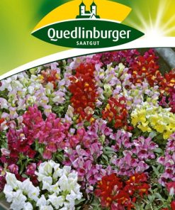 zwerg-loewenmaul-gaertnerland-quedlinburg