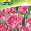 tulpen-gefuell-rosa-gaertnerland-quedlinburg