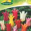 tulpen-liliebluetige-gaertnerland-quedlinburg