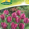 tulpen-parrot-prince-gaertnerland-quedlinburg