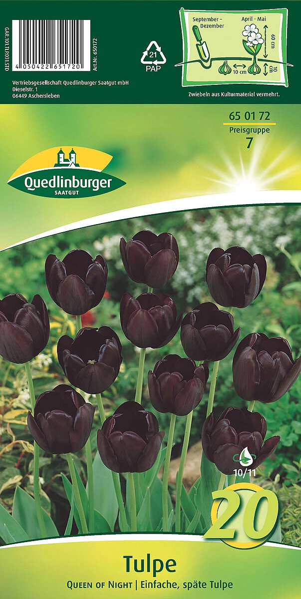 tulpen-quenn-of-nigth-gaertnerland-quedlinburg