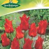 tulpen-rotkaeppchen-rot-gaertnerland-quedlinburg