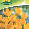 krokus-grossse-gelbe-gaertnerland-quedlinburg
