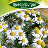 echte-kamille-gaertnerland-quedlinburg