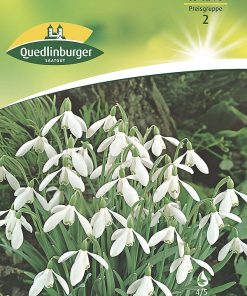 schneegloeckchen-weiss-gaertnerland-quedlinburg
