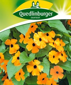 schwarzaeugige-susanne-orange-mit-auge-gaertnerland-quedlinburg