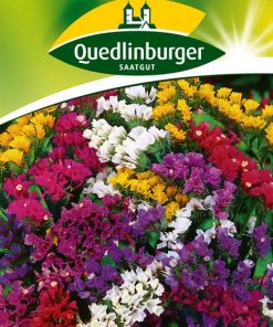 strandflieder-gaertnerland-quedlinburg