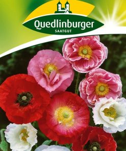 seidenmohn-gaertnerland-quedlinburg